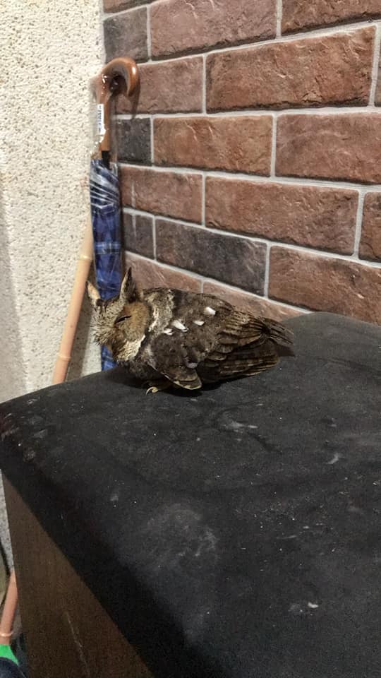 原本飛走的黃嘴角鴞又飛回民眾的家裡。 翻攝/臉書花蓮同鄉會