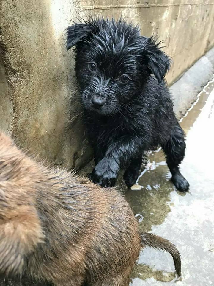 7隻落難的幼犬已順利全數救回。 余小姐/提供