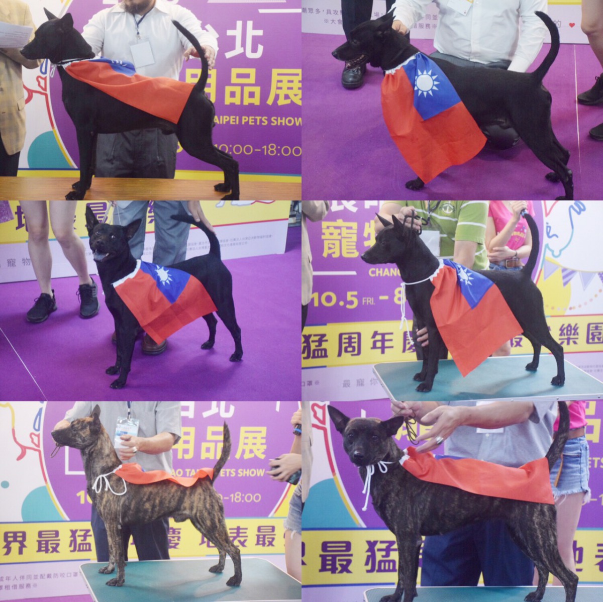 6隻獲獎無數的純種台灣犬，分別為「柯p」、「黑金」、「小黑金」、「黑醬」、「跳跳」、「伊索」。 姚崇仁/攝