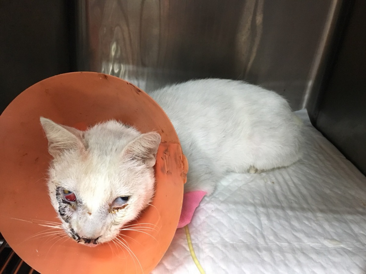 手術後進行休養的「兔兔」。 新北市動保處/提供