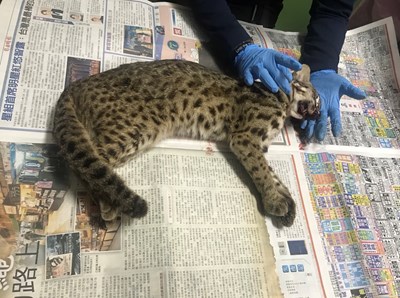 今年3月中在台中市東大路發生一起石虎路殺事件。 台灣動物新聞網資料照片 台中市農業局/提供