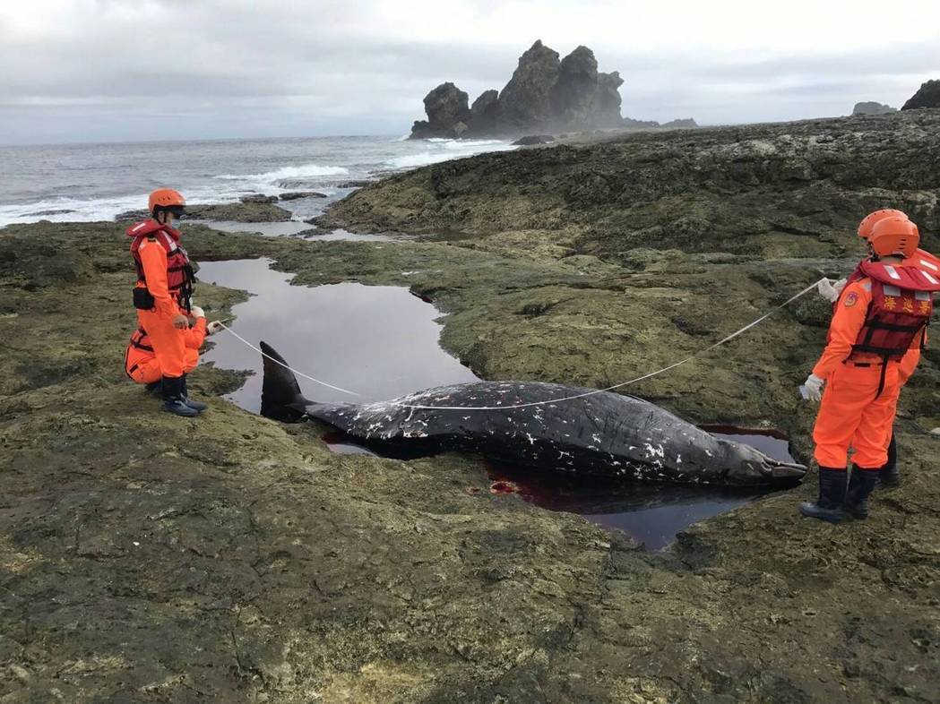 喙鯨擱淺地點為礁岩地形，不適合掩埋遺體，將以自然腐敗方式處裡。第13岸巡總隊/提供
