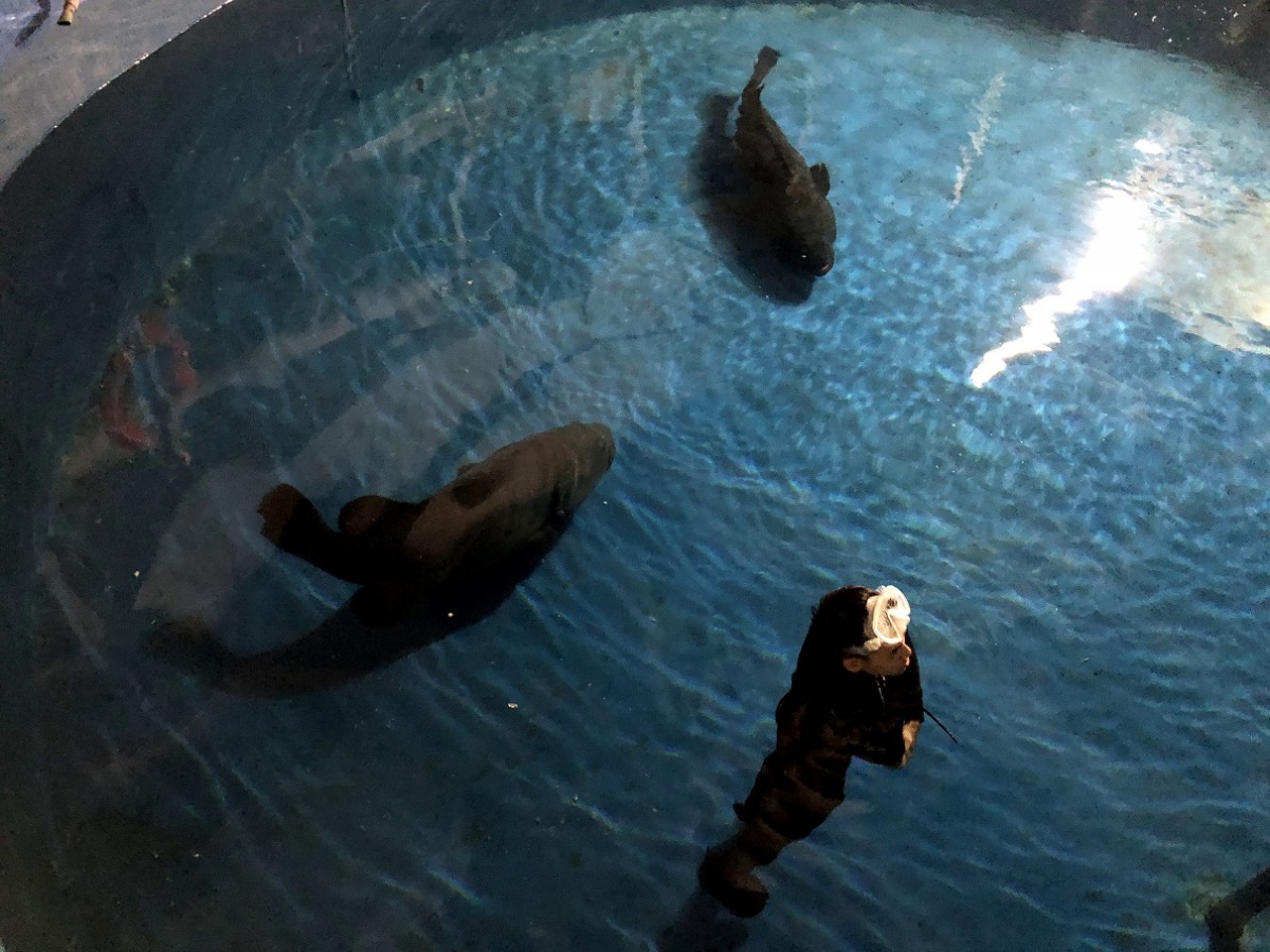 龍膽石斑目前先在海生館適應池中。 海生館/提供