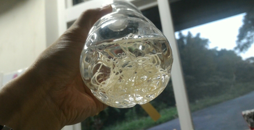 獸醫師體兩隻幼貓驅蟲4天後收集到的貓蛔蟲。 瑞芳動物之家/提供