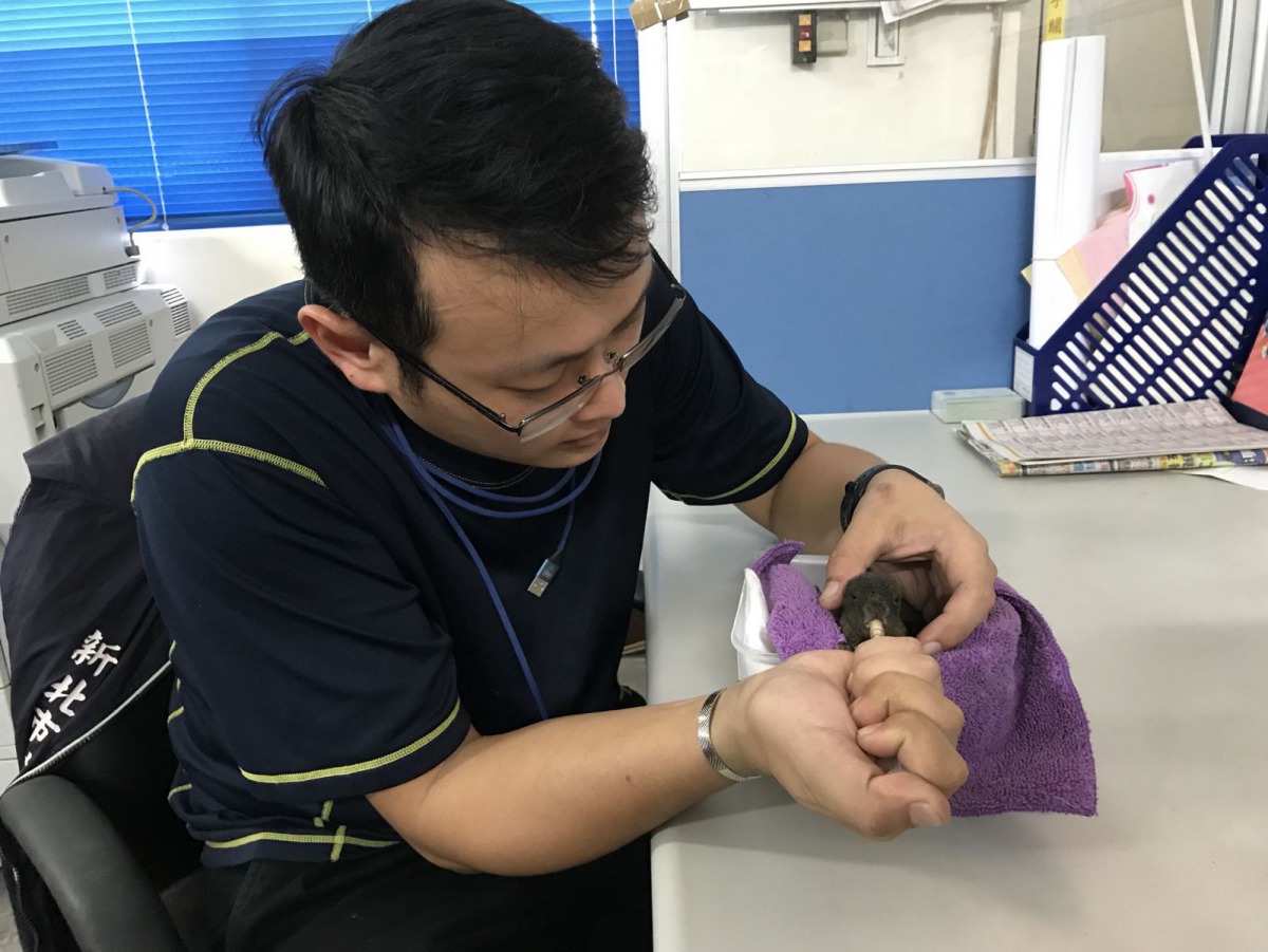 動保員梁昱偉細心餵食小松鼠。 新北市動保處/提供