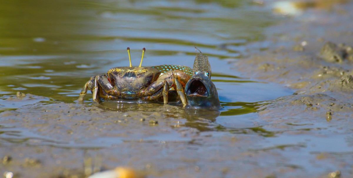 茄萣濕地有許多彈塗魚及招潮蟹。茄萣區觀光發展協會/提供