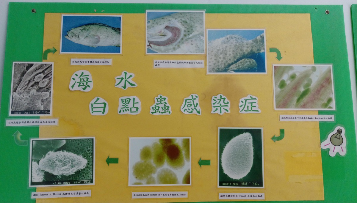魚隻感染白點蟲症時的症狀。 高雄市動保處/提供