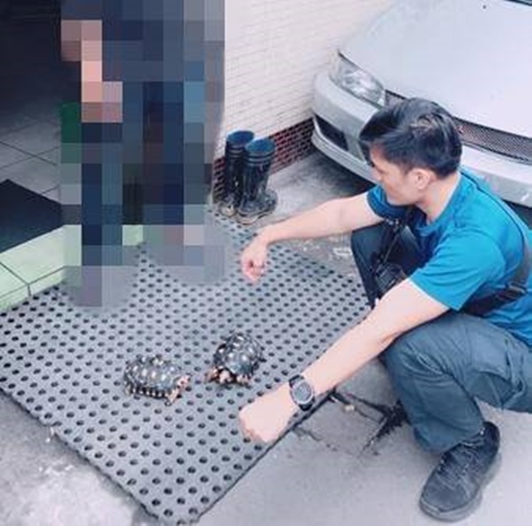 老翁未申請許可就飼養2隻保育類紅腿象龜，遭員警移送法辦。 保七總隊第四大隊/提供