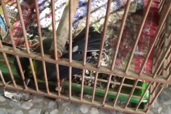 警方在鳥店內發現一隻死亡的二級保育類黃山雀。 保七總隊第六分隊/提供