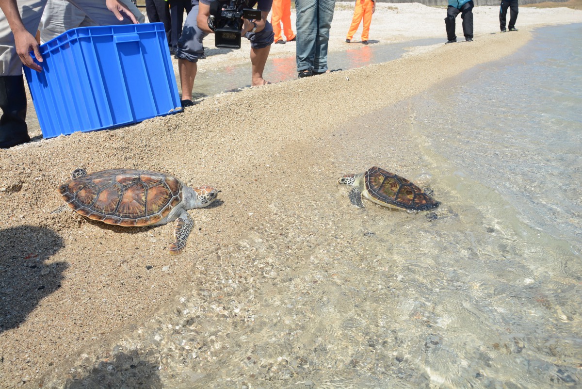 其中有2隻海龜一直在岸上徘徊，直到照護人員調整他們方向才游離。 澎湖縣政府/提供