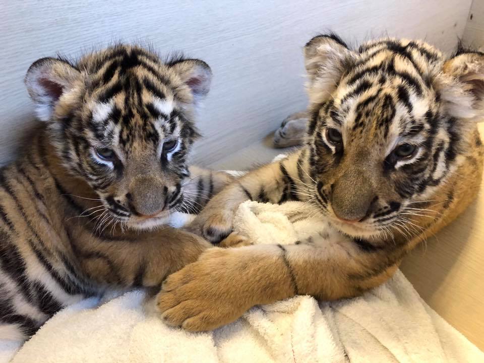 小小孟加拉虎從小就是由保育員與獸醫拉拔長大。 六福村/提供