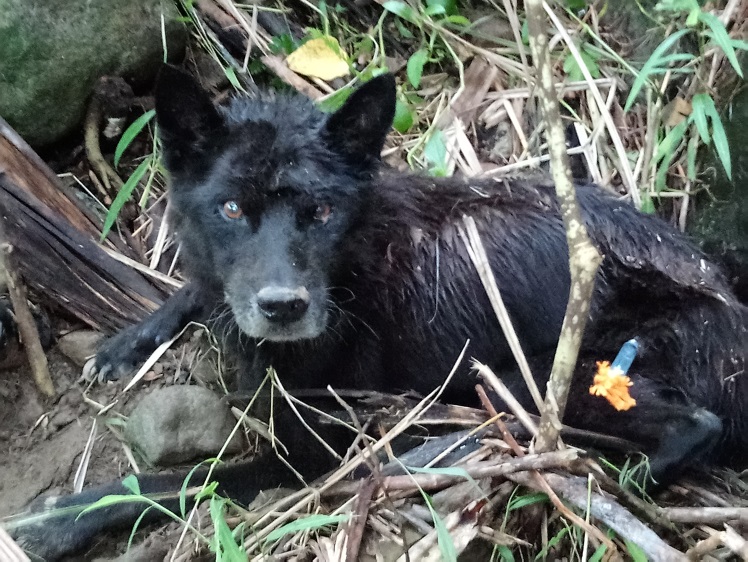 以吹箭救援受困的黑色浪犬。 新北市動保處/提供