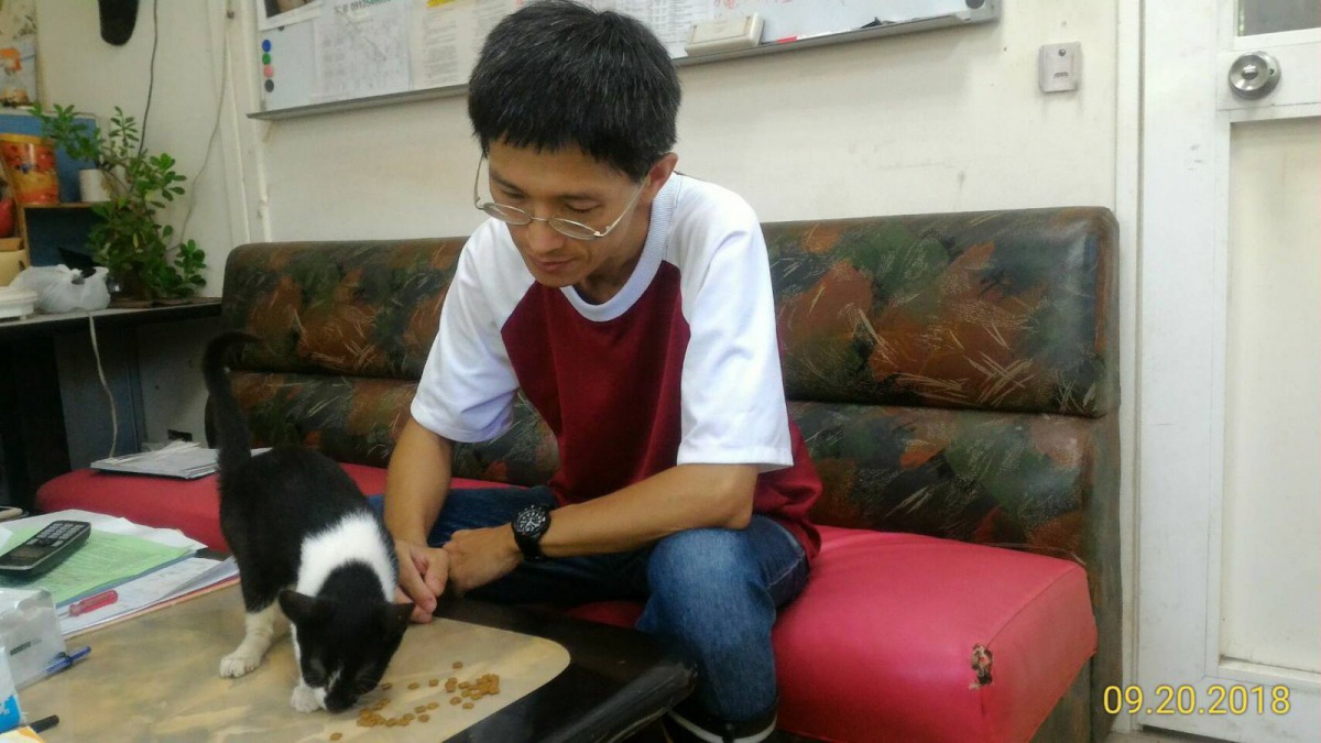 小貓咪在瑞芳動物之家修養並等待一個溫暖的家。 新北市動保處/提供
