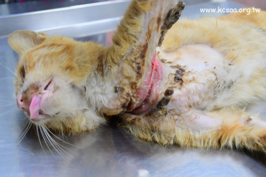 「香蕉哥哥」的傷口處明顯被一條橡皮筋勒住。高雄市關懷流浪動物協會/提供