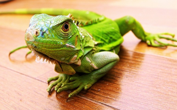 綠鬣蜥曾是民眾受歡迎的寵物,不過現在卻是必須移除的外來種。 台灣動物新聞網資料照片 林猷威/攝