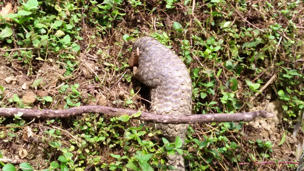 穿山甲翻土尋找蟻穴。 嘉義林管處/提供