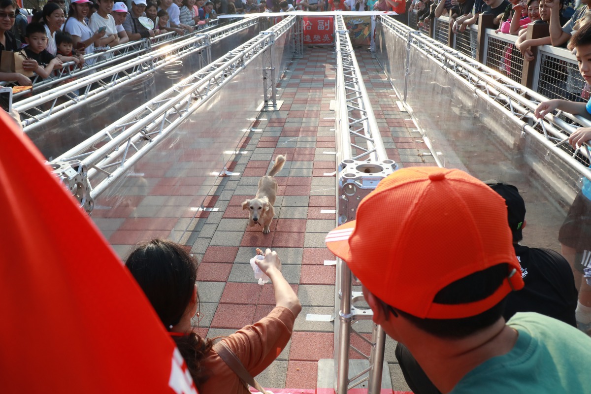 小型犬直線跑道比賽，飼主在終點用零食或是玩具吸引愛犬。 台南市動保處/提供