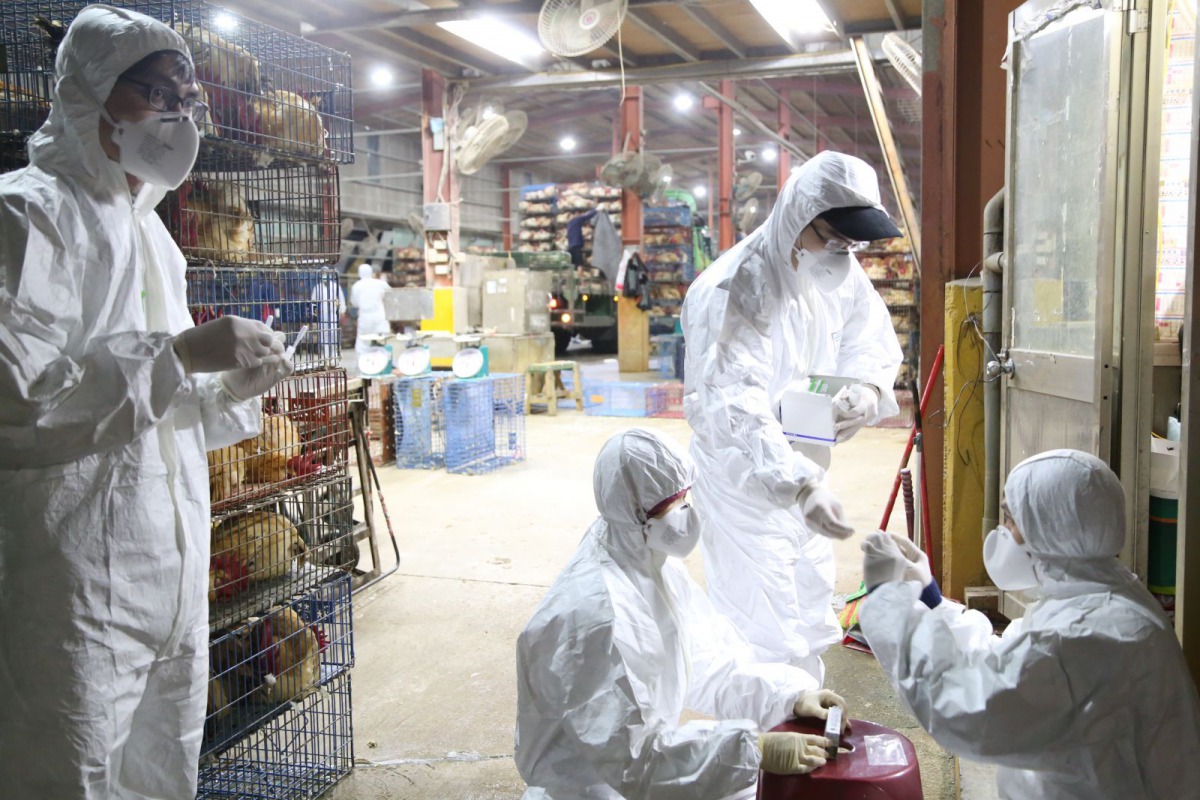 動保處檢疫人員至新北禽理貨場做快篩檢測。 新北市動保處/提供