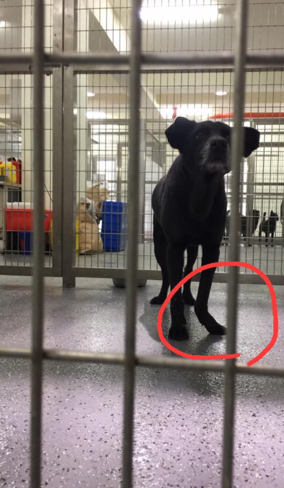 園區內滑倒腳受傷的犬隻。 劉姓志工/提供