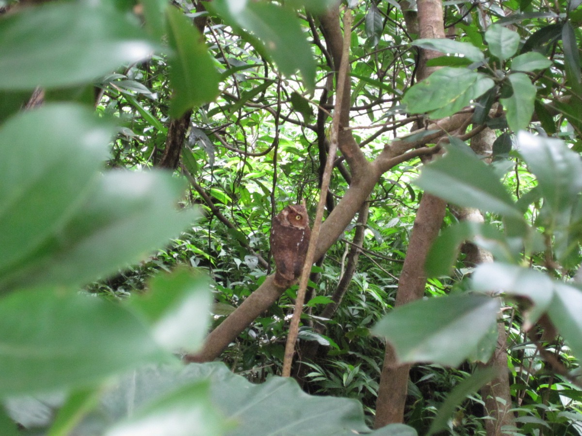 黃嘴角鴞經評估後已順利野放。 陽管處/提供