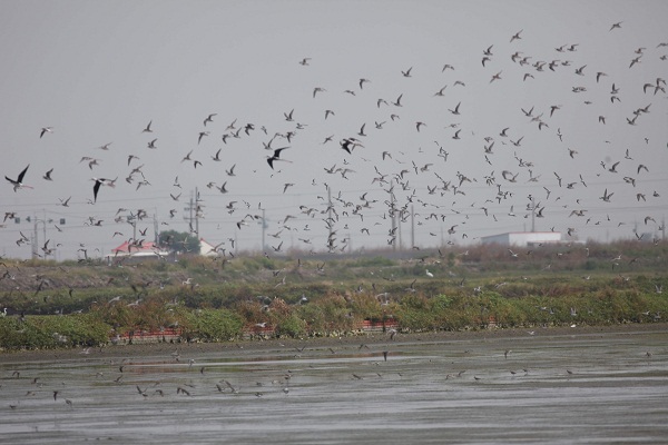魚塭是候鳥們主要選擇覓食地之一，也可當作魚隻是否健康的警訊。 資料照片蔡宗明/攝
