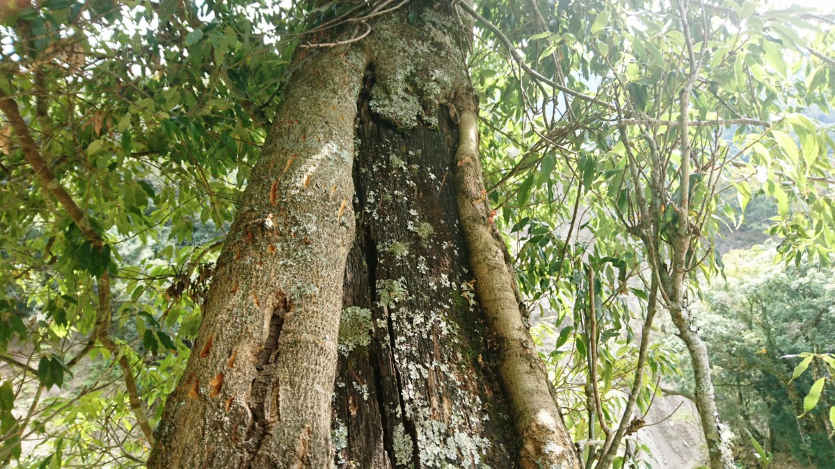 狹葉高山櫟的樹幹上有許多台灣黑熊的爪痕。 嘉義林管處/提供