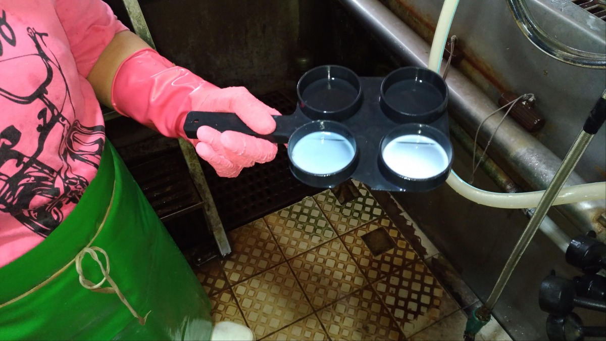 利用試劑對乳牛生產的乳汁進行檢測。 高雄市動保處/提供
