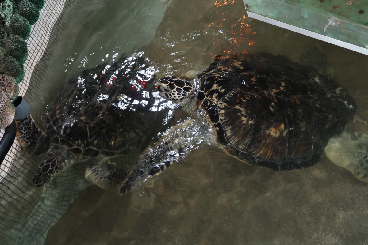 狹小的空間裡海龜們身體容易相互摩擦。台灣動物社會研究會/提供