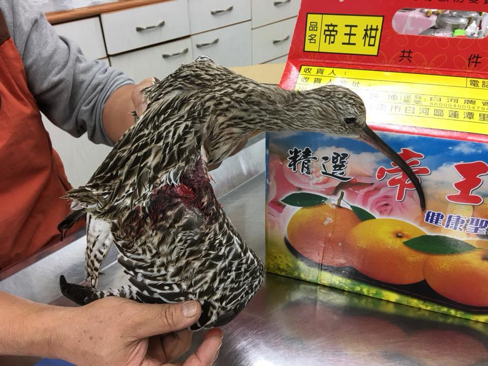 翅膀斷裂的大杓鷸很難重新回到飛翔在空中的日子。 陳建樺/提供
