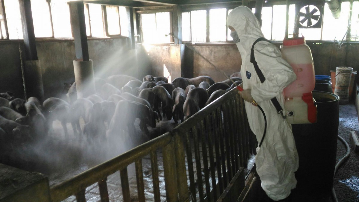 動保處協助豬農進行消毒作業。 新北市動保處/提供