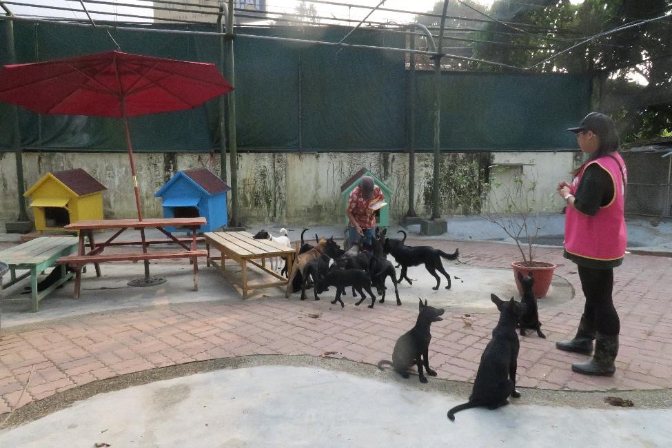 善化動物之家全新的認養專區可以讓犬隻盡情活動，還有屬於自己的狗屋來遮風避雨。 台南市動保處/提供