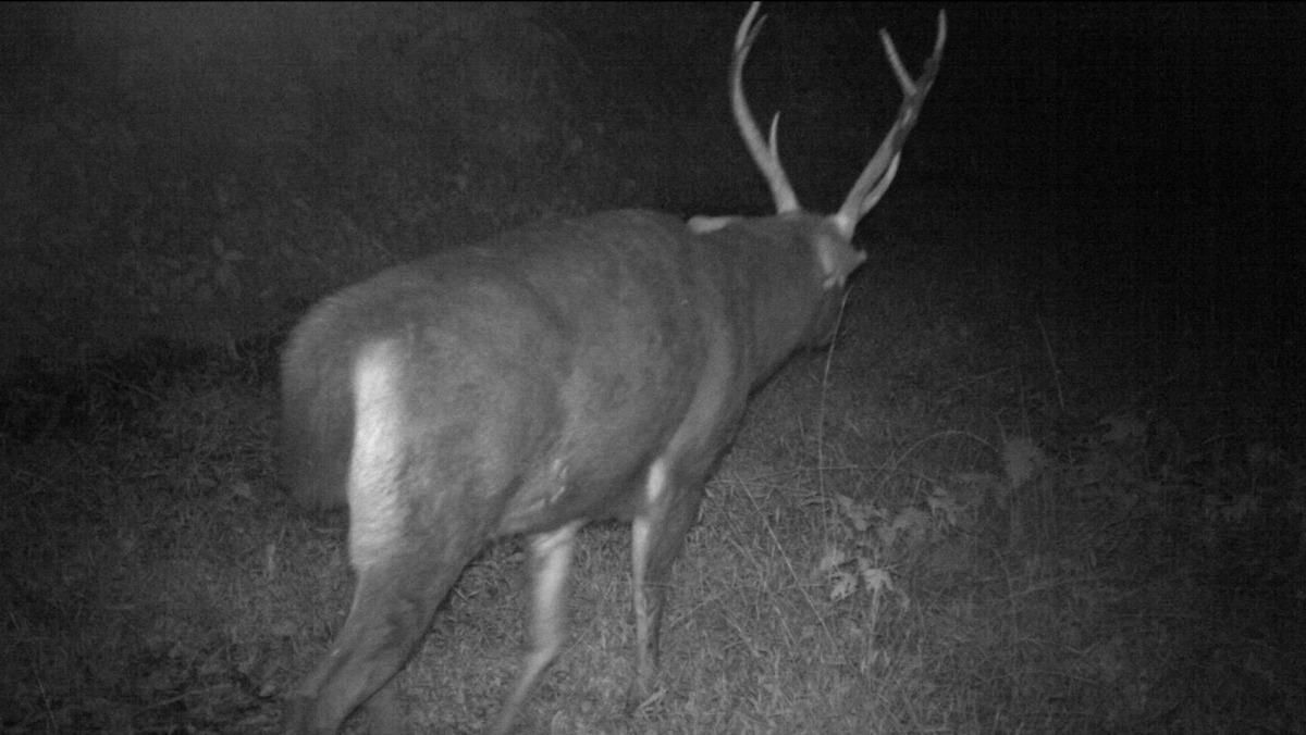 水鹿也經常在利嘉林道出沒。 台東林管處/提供