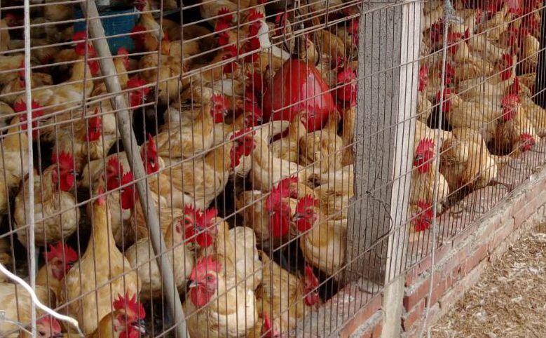 高雄市動保處抽驗76件養禽場肉品全數合格。 高雄市動保處/提供