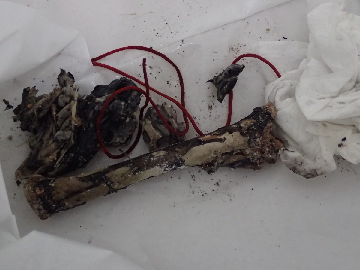 摻有農藥的雞腿骨。苗栗動物保護防疫所/提供