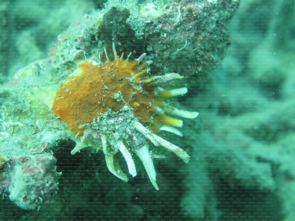 俗稱「燈火蚵」或「粉蚵」的山羊海菊蛤為澎湖縣政府規定禁採的保育貝類。 姚崇仁/翻攝