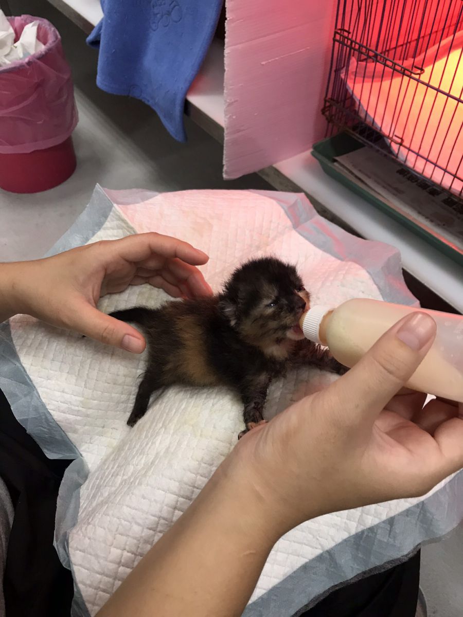 正確的餵奶貓姿勢是讓貓趴著頭抬高。 新北市動保處/提供