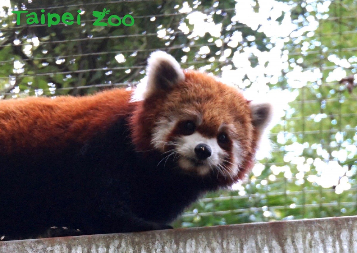 小貓熊在寒冷的天氣可以不用吐舌散熱。台北市立動物園/提供