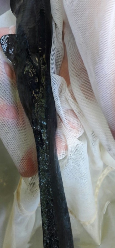 今年7月葉福花專業養殖場中的鴨嘴鱘魚苗大量死亡。林典/提供