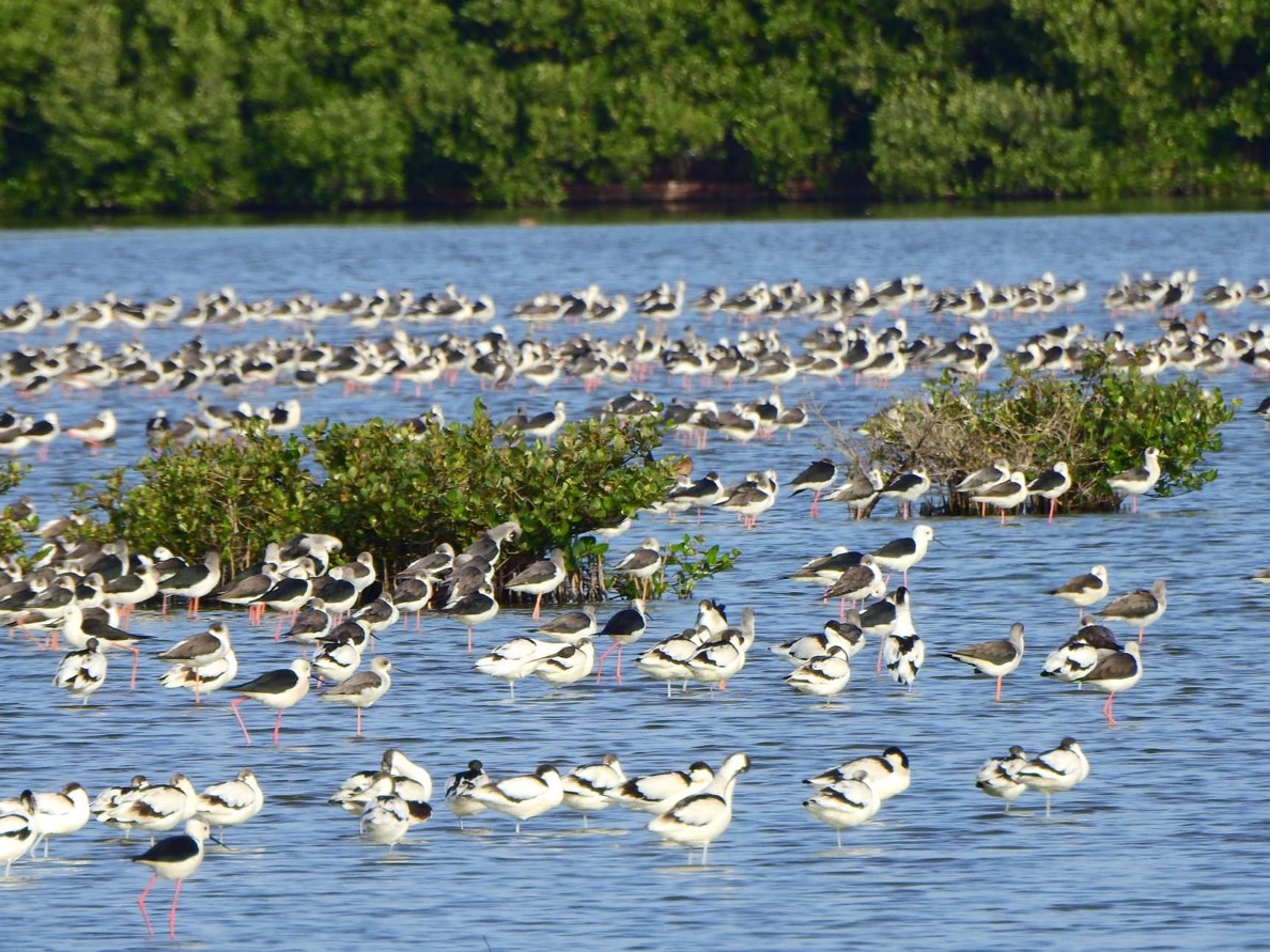 永安濕地反嘴鴴、高蹺鴴齊聚一堂，非常壯觀。 高雄養工處/提供