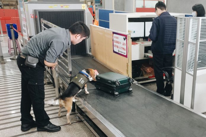檢疫犬仔細檢查旅客的行李。 資料照片 金門動物防疫所/提供