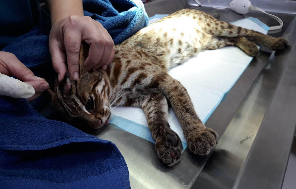 誤闖雞舍的石虎被送往動物醫院檢查。苗栗縣農業處/提供