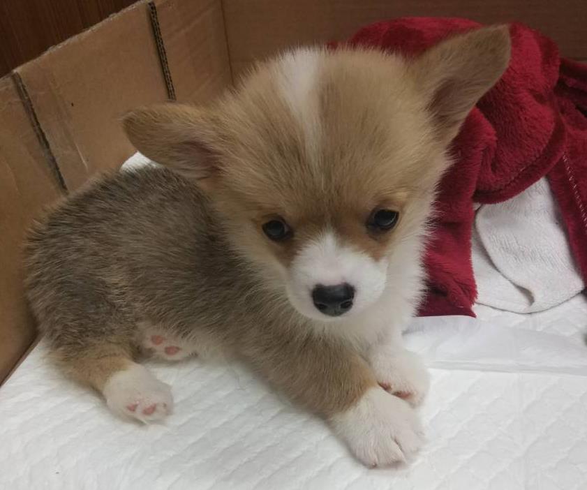 寵物業者的幼犬雖然有晶片但無登記資料。 新北市動保處/提供