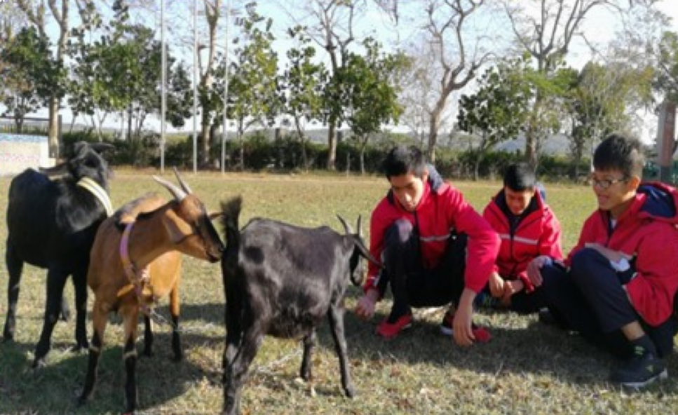 苗栗特教學校與校羊們互動。 教育部/提供