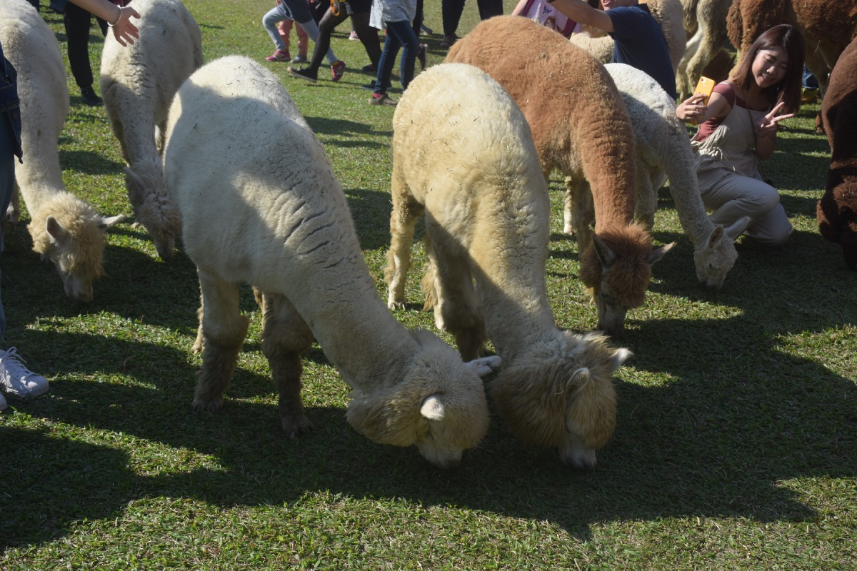 羊駝在固定時間會出來放風吃草。 姚崇仁/攝