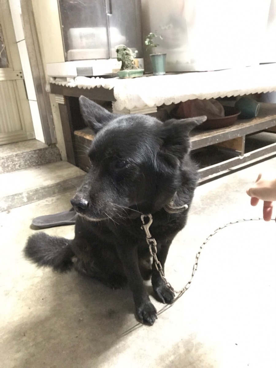 老狗的問題大部分是甲狀腺低下。 全國動物醫院/提供