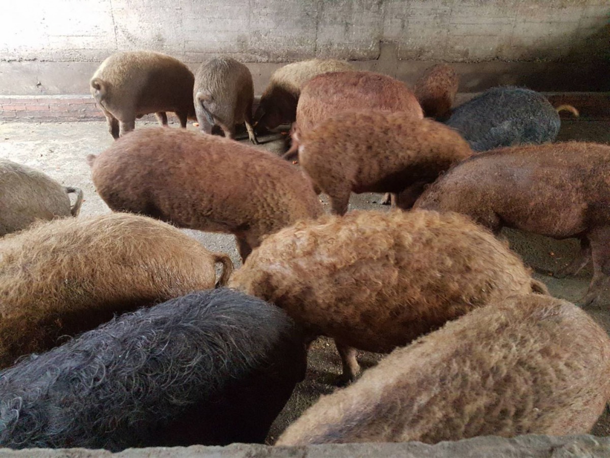 楊老闆所飼養的綿羊豬。 新北市動保處/提供