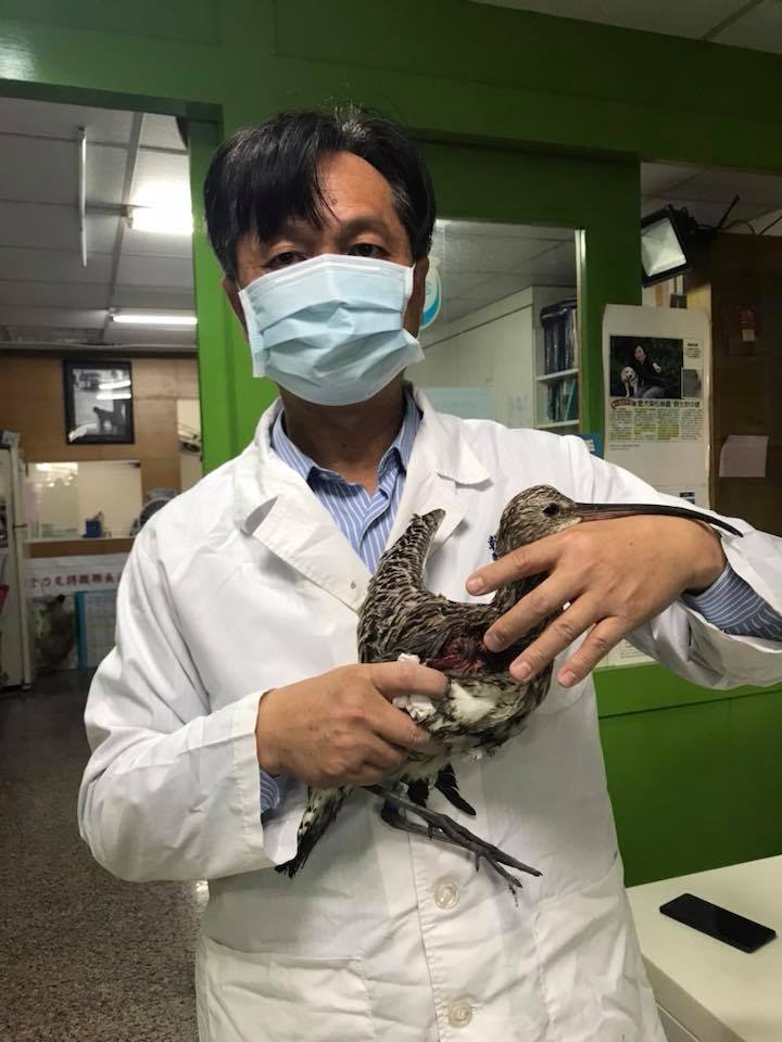 林世聰緊急替受傷的大杓鷸做截肢手術。 林世賢/提供