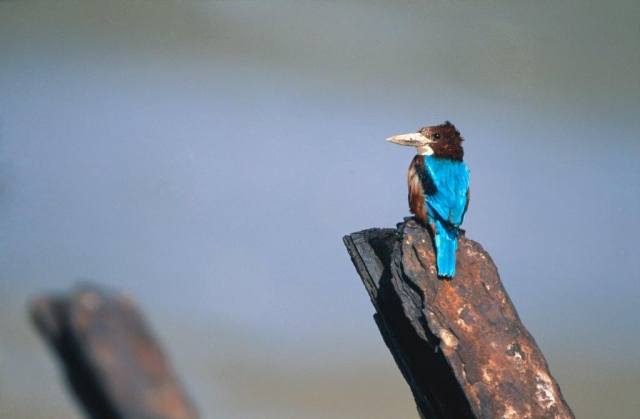 根據調查結果蒼翡翠在金門的數量最多。金管處/提供