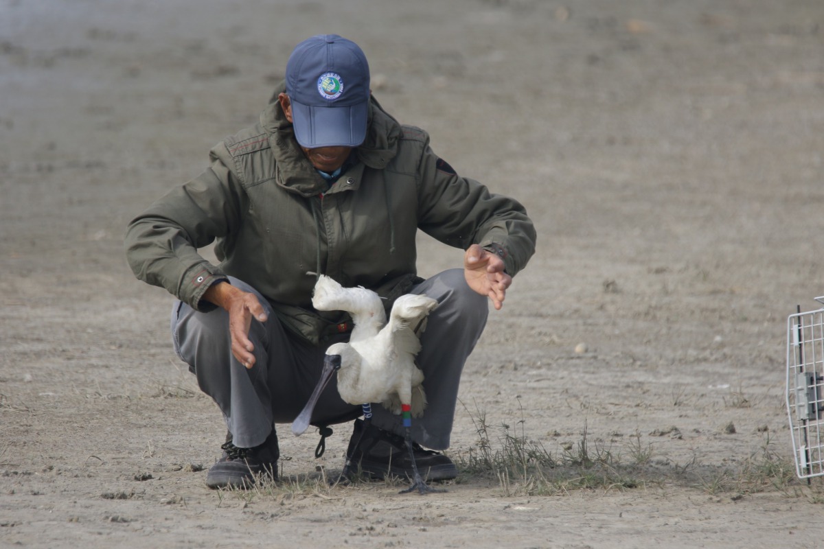 黑琵調查長史俊龍將小黑琵從籠子抱出來野放。 黃蜀婷/提供