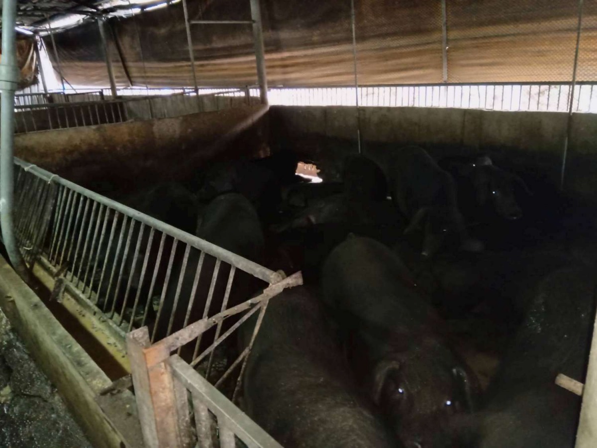 中央與地方紛紛推出補助方案讓用廚餘餵養黑毛豬的豬農願意轉型。 新竹市政府/提供